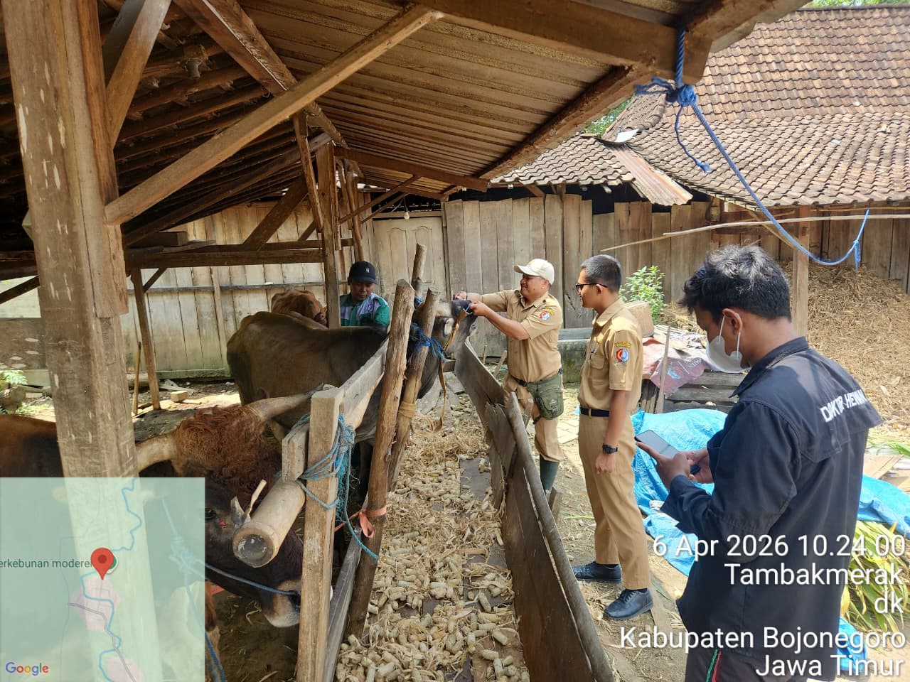 Pemberian Vaksin Sapi di Dusun Klepo, Desa Tambakmerak